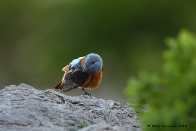 Rock Thrush - Monticola saxatilis