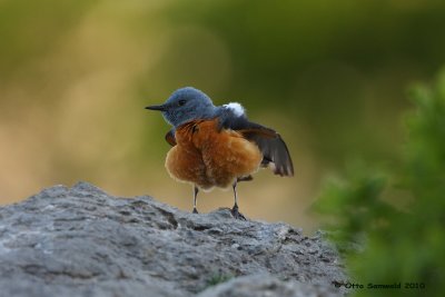 Rock Thrush - Monticola saxatilis