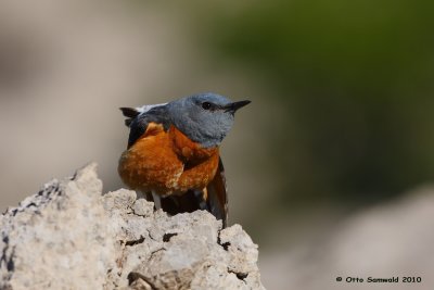 Rock Thrush - Monticola saxatilis