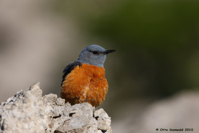 Rock Thrush - Monticola saxatilis