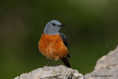 Rock Thrush - Monticola saxatilis