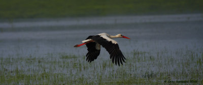 White Stork - Ciconia ciconia