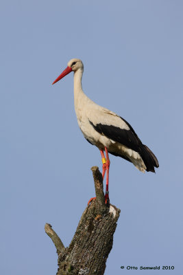 White Stork - Ciconia ciconia