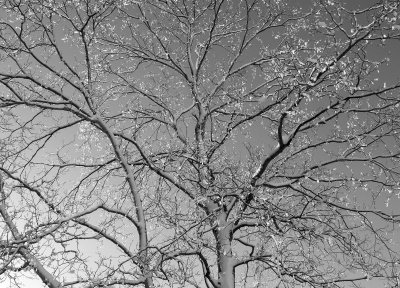 JSnow12bw.jpg