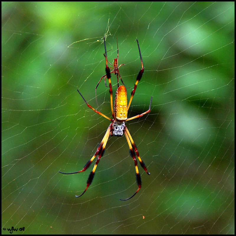 Golden silk orb-weaver