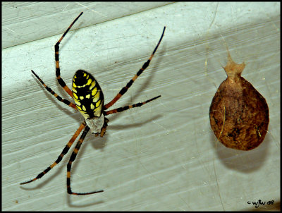 Argiope aurantia 