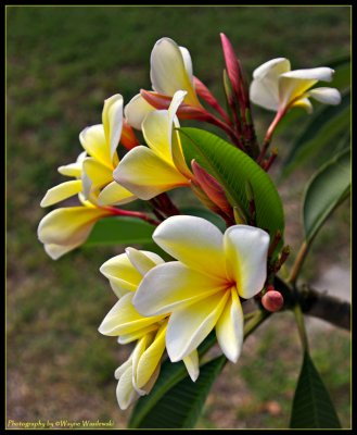 Hawaiian Plumeria