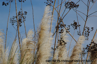 K20_6757X800 copy.jpg