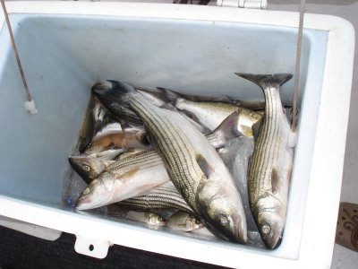 7/31/2008 - Fising Report