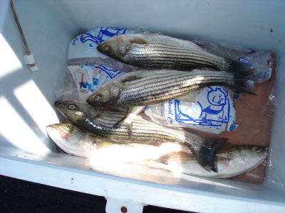 8/4/2008 - Fishing Report