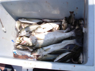 8/18/2008 Fishing Report