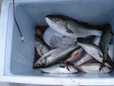 8/19/2008 FISHING REPORT