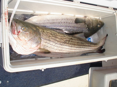 4/23/2010 Aiello Charter - Trophy size Stripers 45  42 fills the box