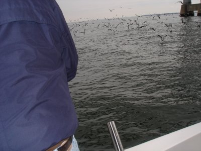 11/9/2007 - Smith Charter - Birds working on Rockfish