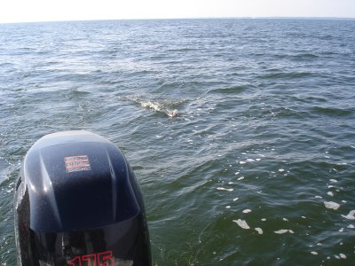 4/13/2008 - Ingalls Charter - Catch & Release