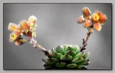 Blooming Succulent