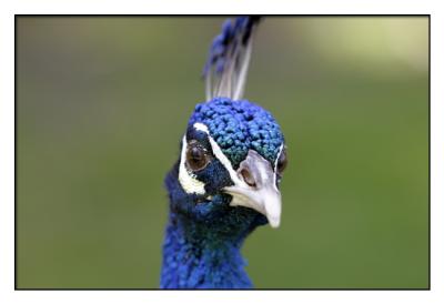 Mr. Peacock