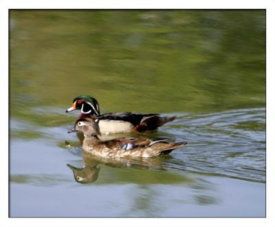 Mr. and Mrs. Duck