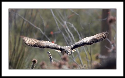 Owl.jpg