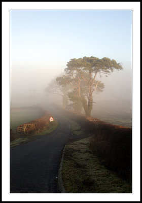 Misty tree