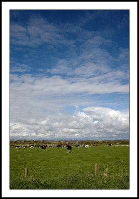 Sky and cows