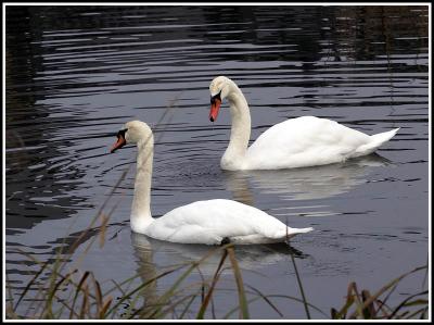 Mute swans