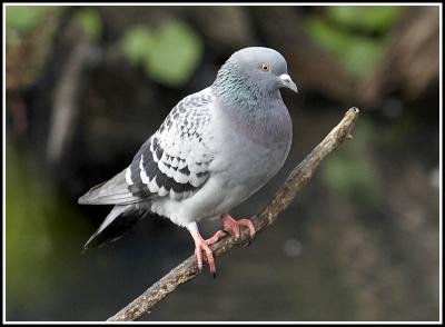 Perched pigeon