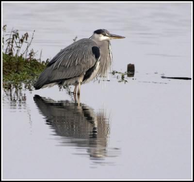 Heron wading