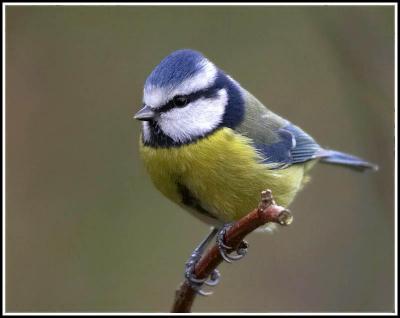 Blue tit