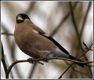 Bullfinch (female)