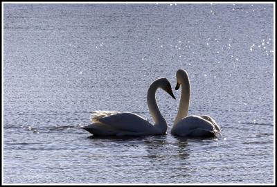 Swan Lake