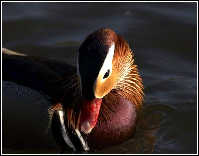 Mandarin Duck