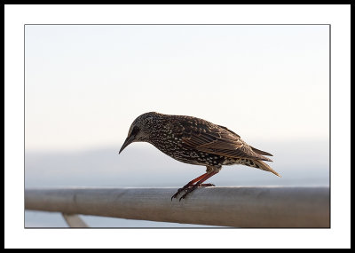 Starling