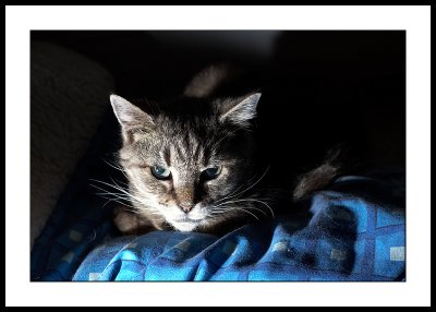 Pampered cat