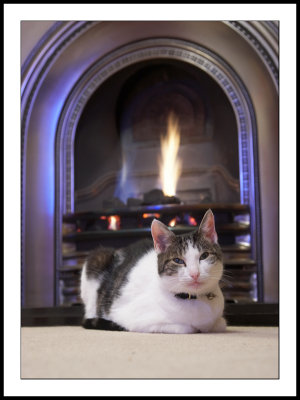 Cosy cat
