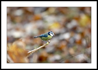 Blue tit on a twig