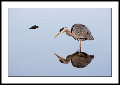 Heron and reflection
