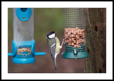 Feeding