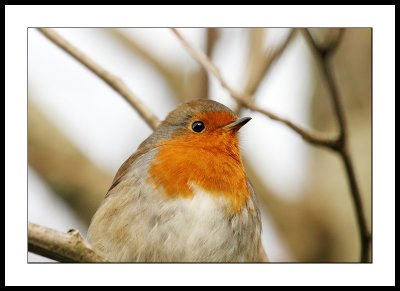 Redbreast