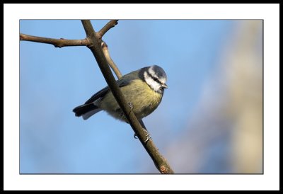 Blue tit