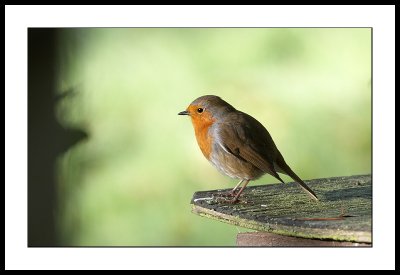 Robin