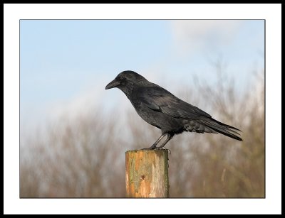 Crow