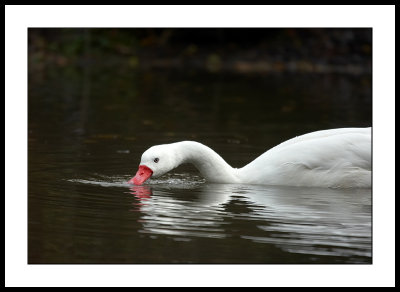 Feeding