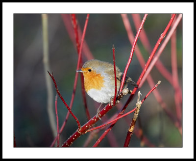 Red twigs