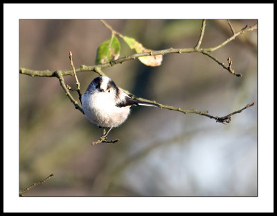 Long tailed tit