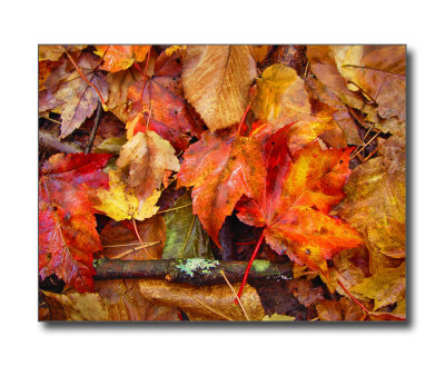 Autumn Still LifeBedford, NH