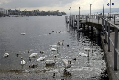 Zurich Lake