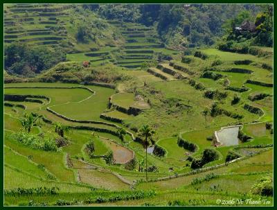 Cascading rice terraces