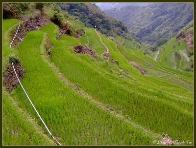 Cascading rice terraces
