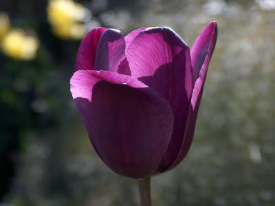 Tulip kissed by sunlight